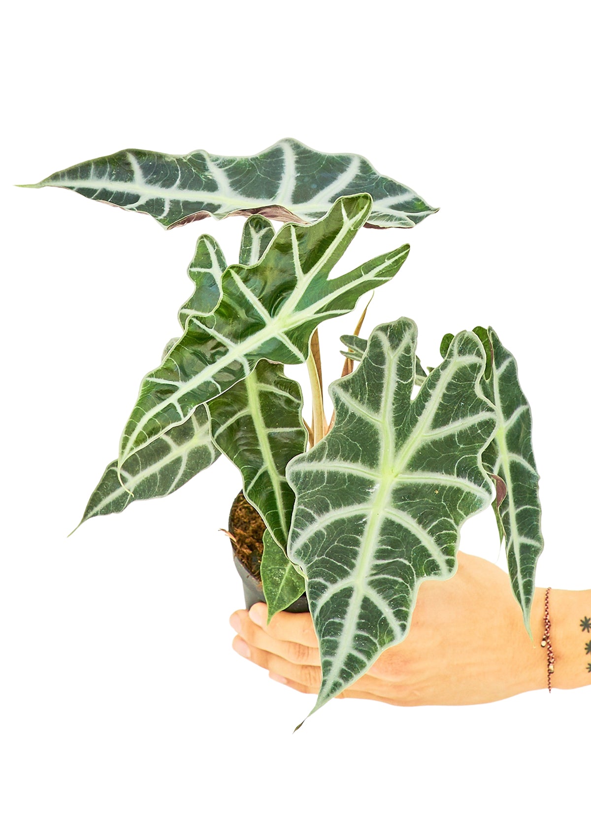 Alocasia 'Polly', Small