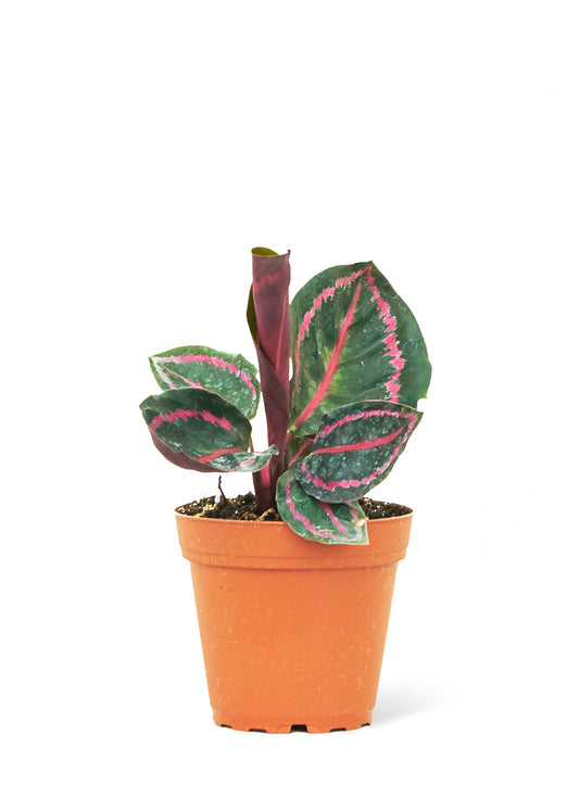 Calathea 'Dottie', Small