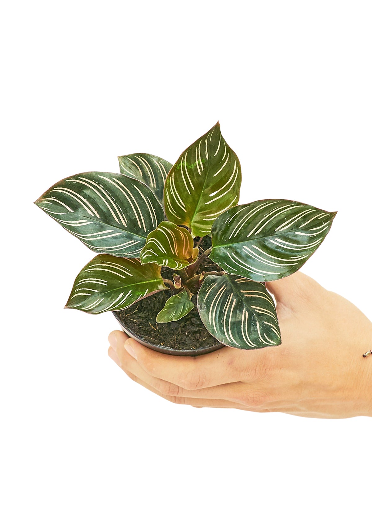 Calathea 'Pinstripe', Small