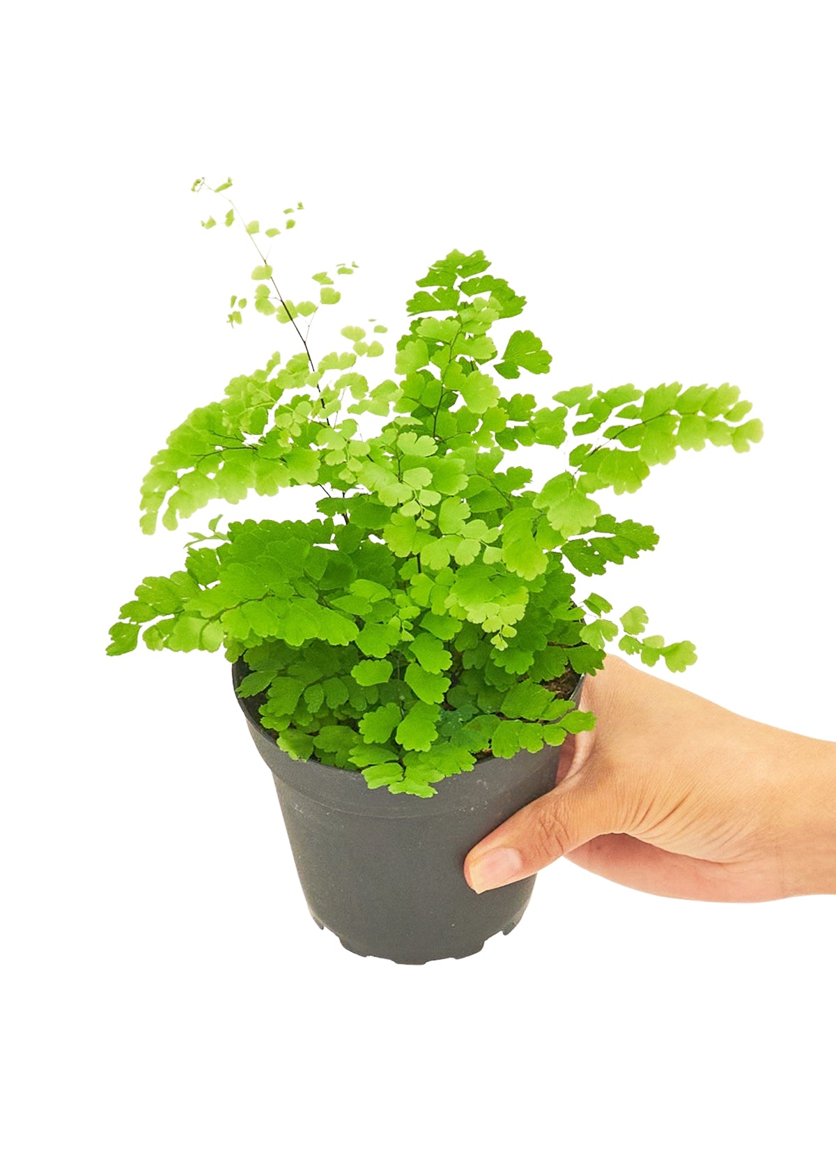 Maidenhair Fern, Small