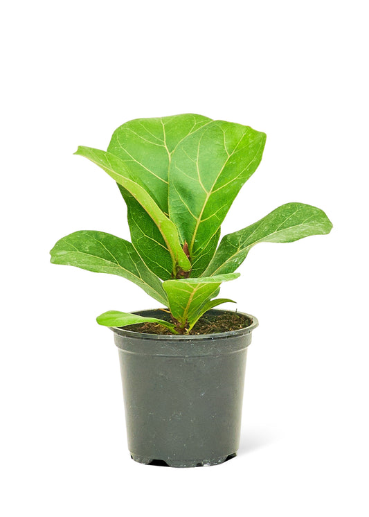 Fiddle Leaf Fig, Small