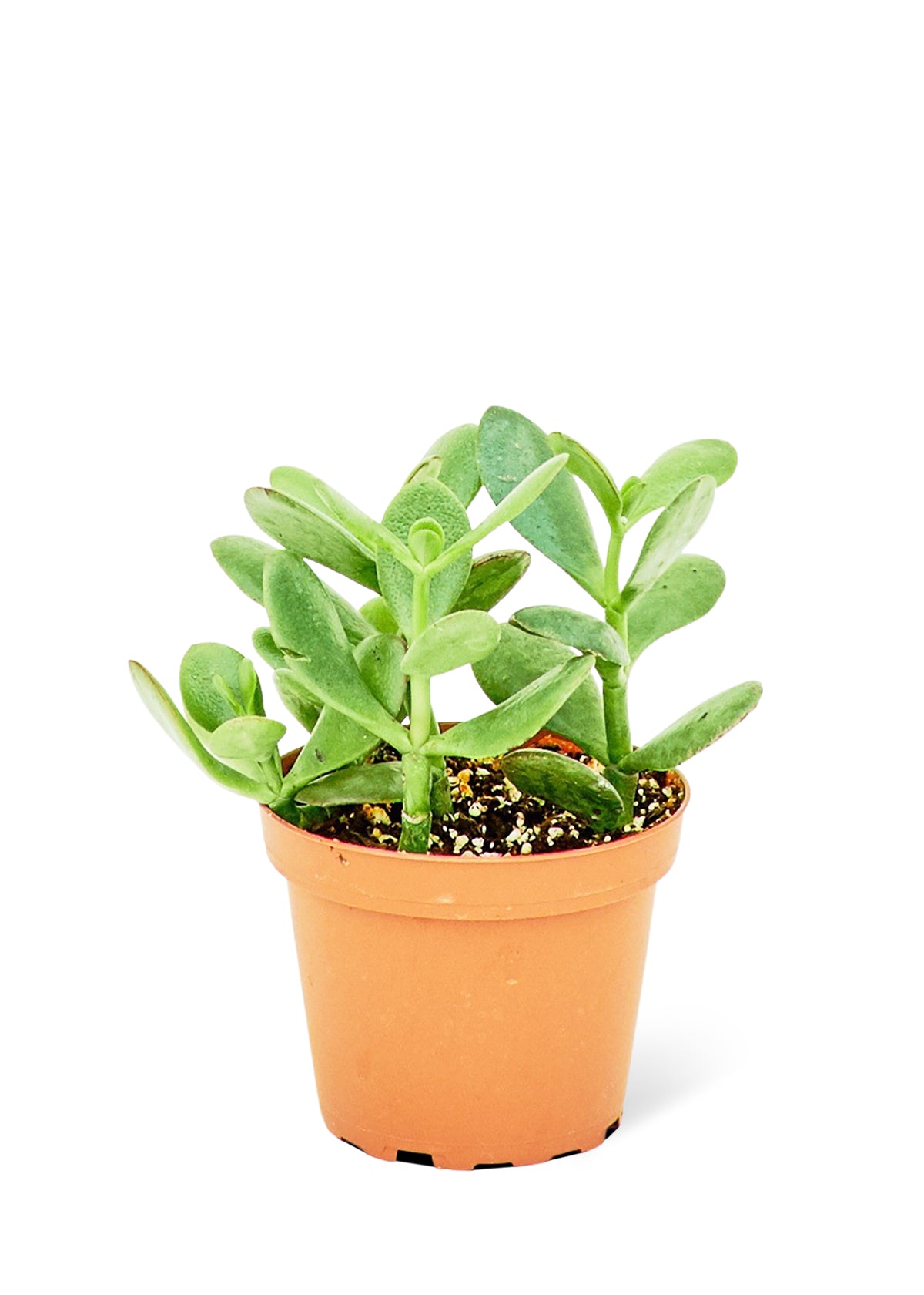 Jade Plant, Small