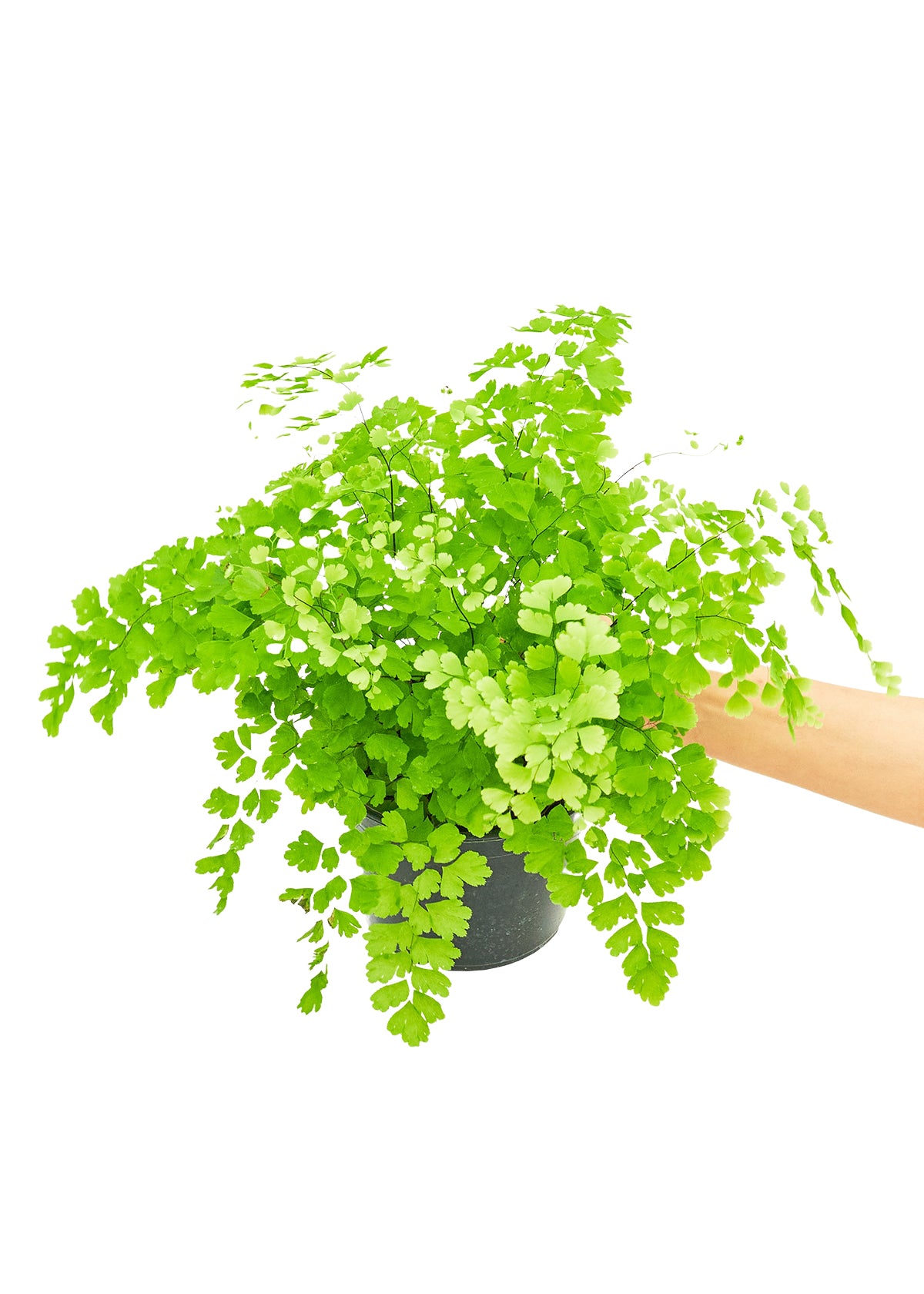 Maidenhair Fern, Medium