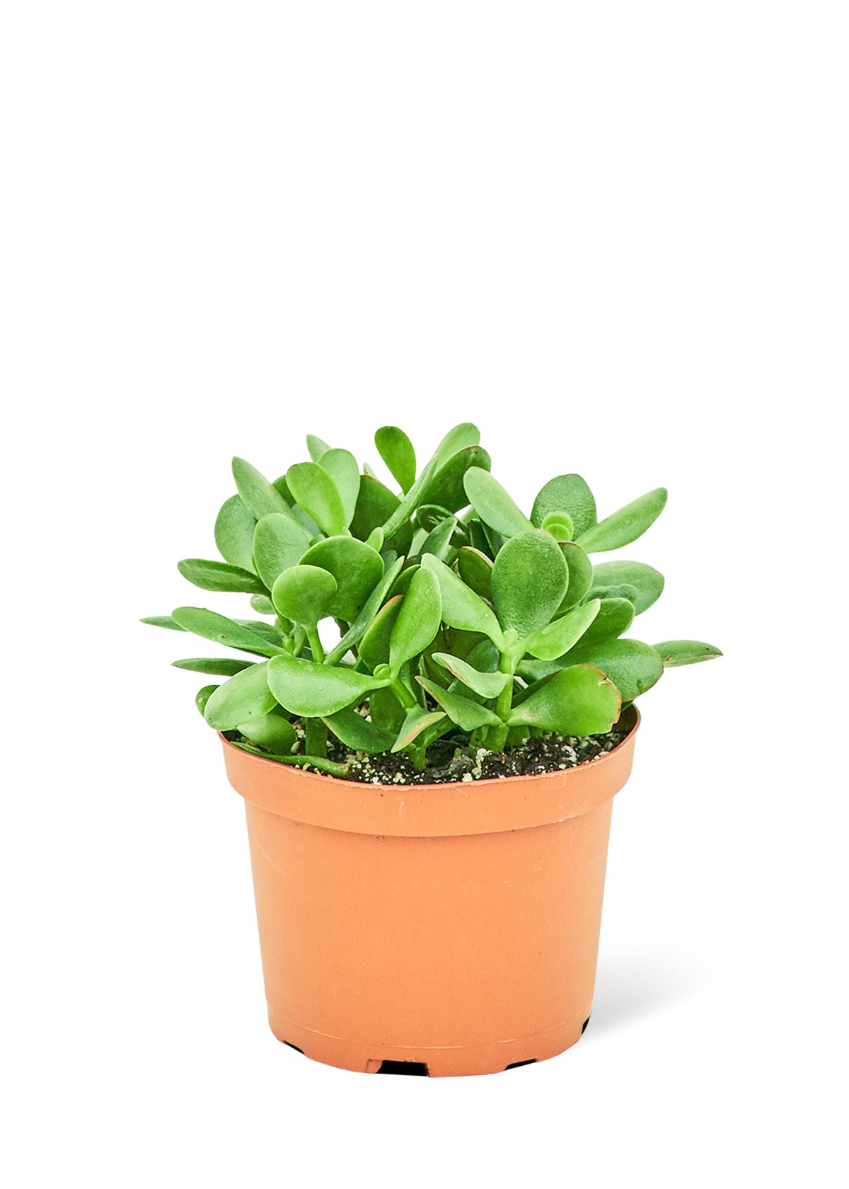 Jade Plant, Medium