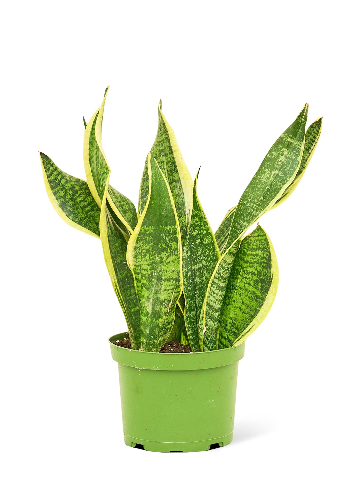 Snake Plant 'Laurentii', Medium