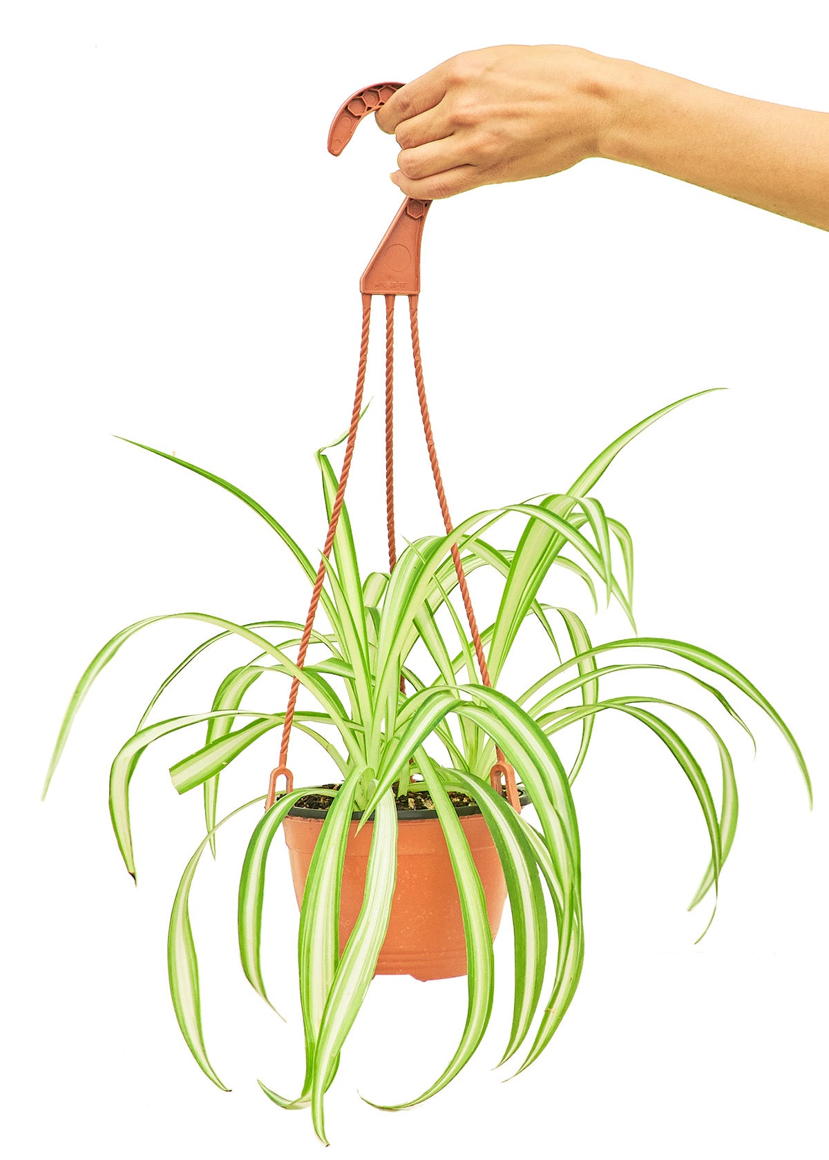 Spider Plant, Medium