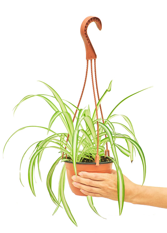 Spider Plant, Medium