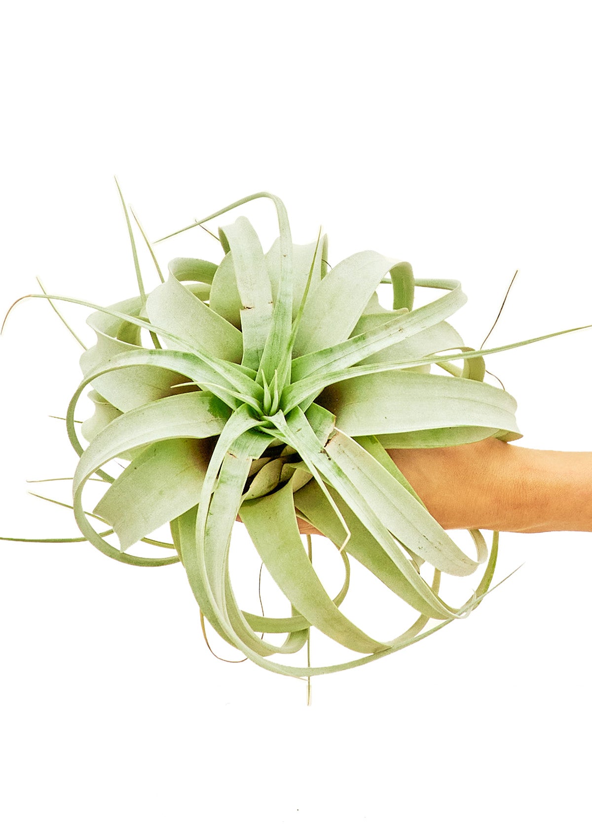 King of Air Plants, Large